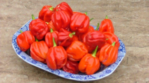 Chillies in a bowl