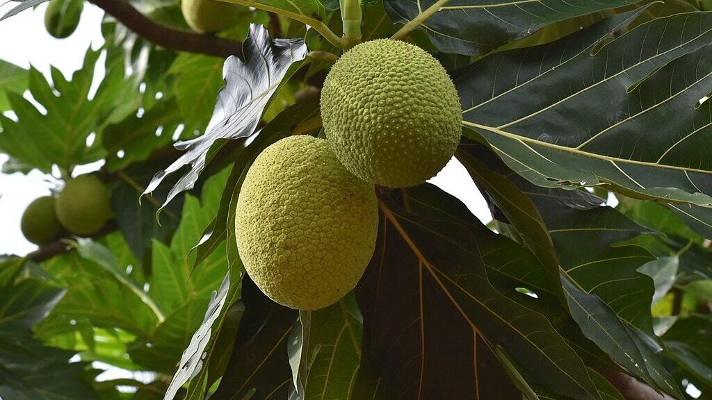 breadfruit