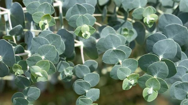 Eucalyptus branches