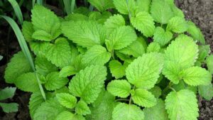 Lemon balm plant