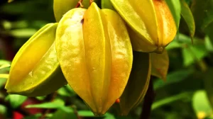 Star fruit growing on plant