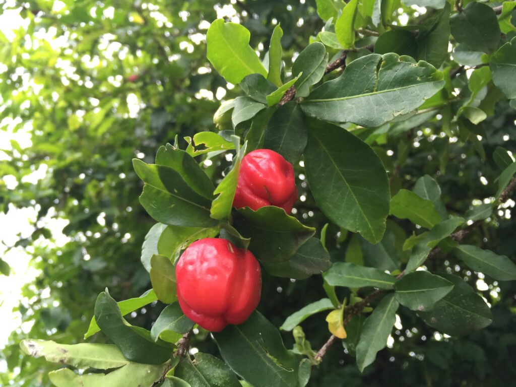 antilles cherry