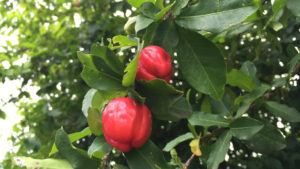 antilles cherry