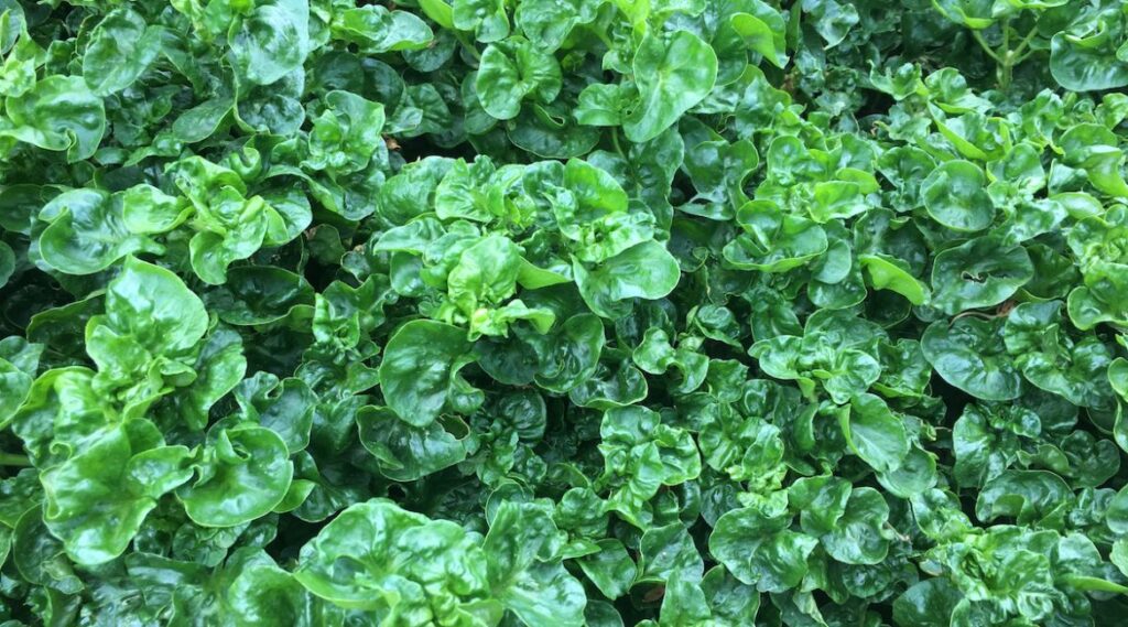 brazilian spinach