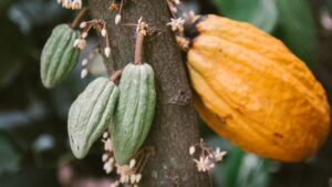 cacao pod