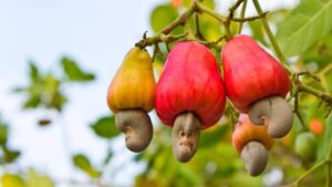 Cashew fruit hanging from a tree