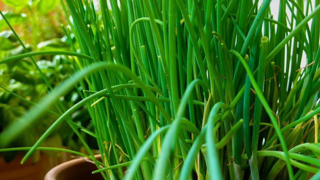 Chives growing in a pot