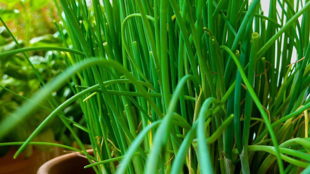 Chives growing in a pot