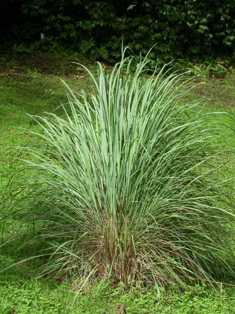 A citronella plant