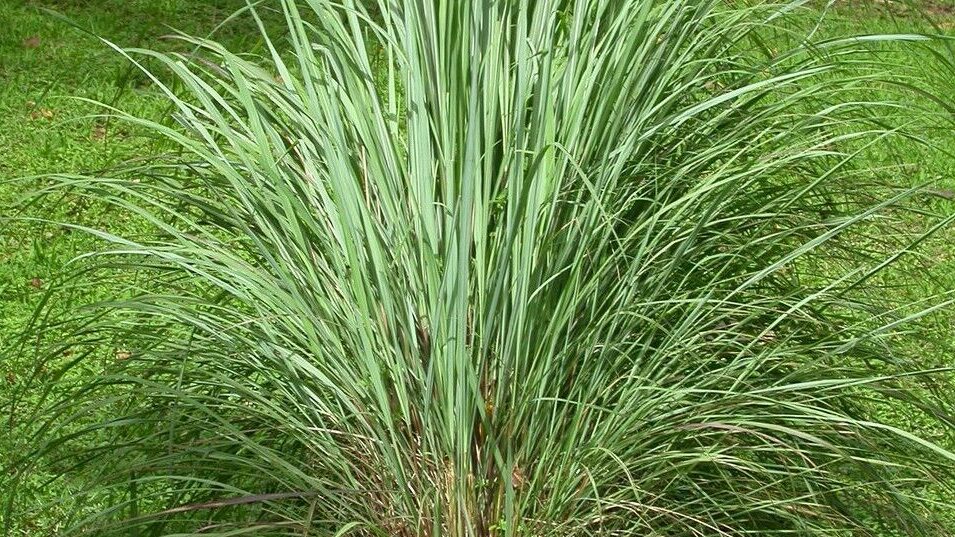 A citronella plant