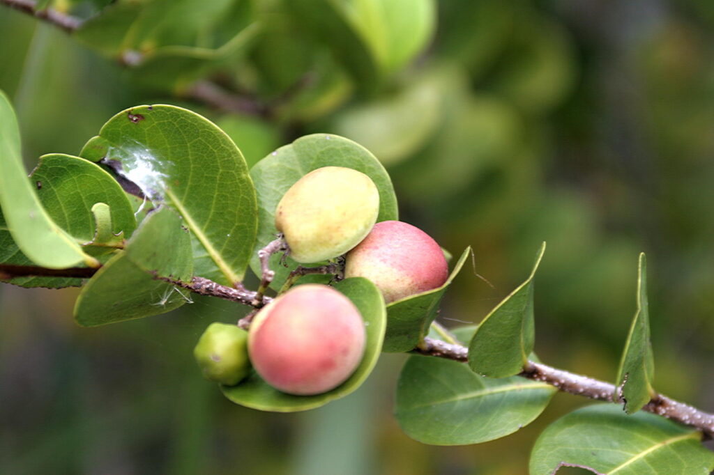 Cocoplums growing on a tree