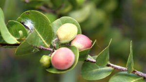 Cocoplums growing on a tree