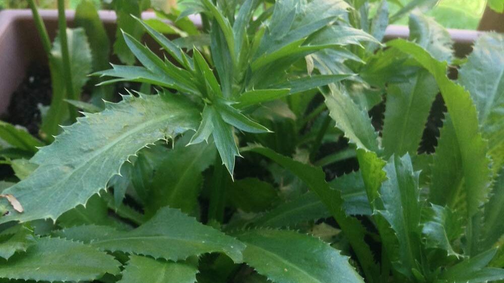 Cilantro growing in pot