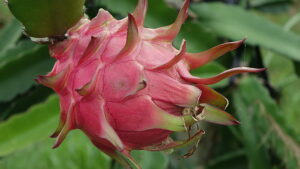 Dragonfruit growing on vine