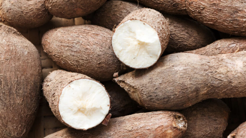 Cassava roots in a pile