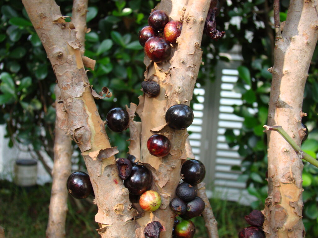 Jabuticaba growing on tree