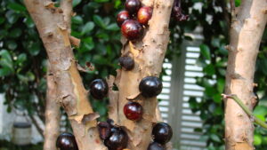 Jabuticaba growing on tree