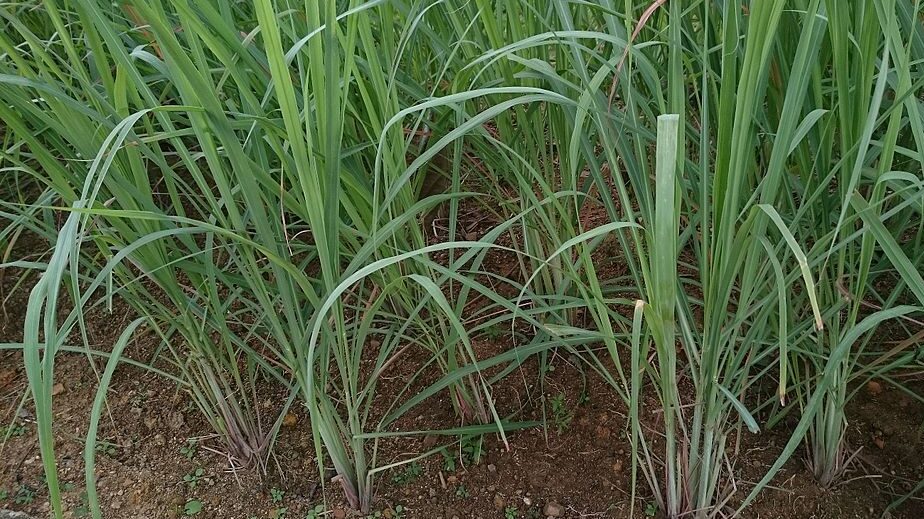 Lemongrass plants