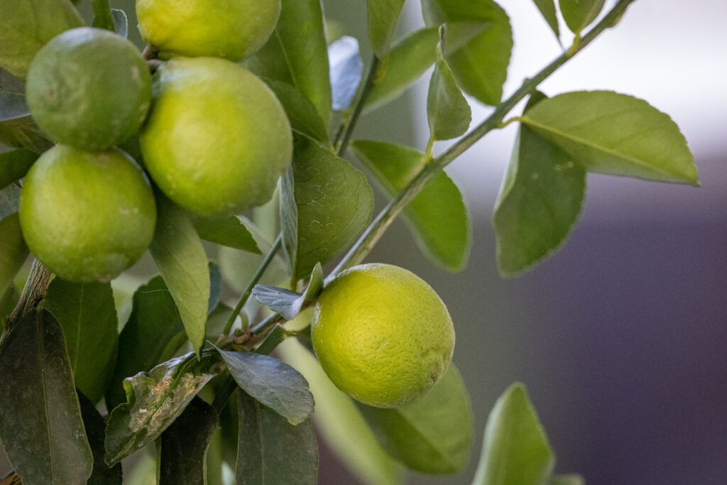 Lime fruits on tree