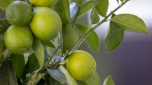 Lime fruits on tree