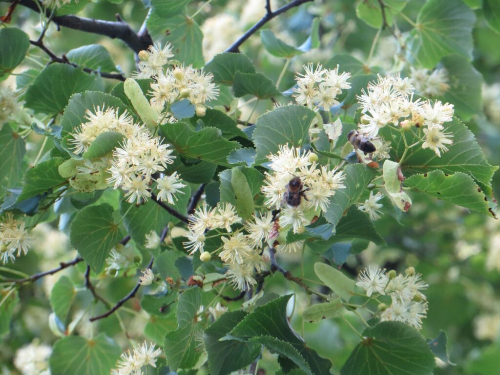 linden flowers