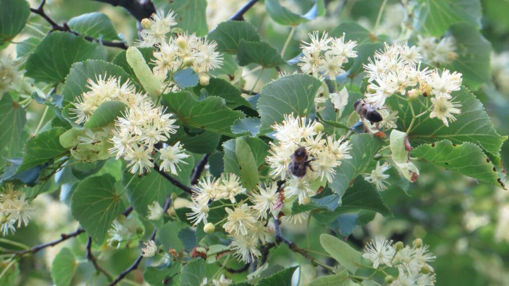 linden flowers