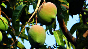 mango growing on tree