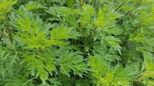 Mugwort plant