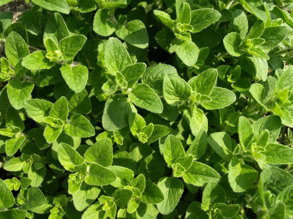 Oregano plant