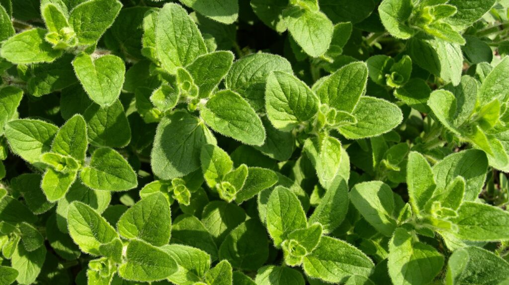 Oregano plant