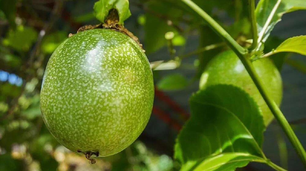 Passionfruit growing on vine