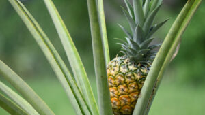 Pineapple fruit growing on plant