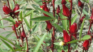 Hibiscus buds on branches