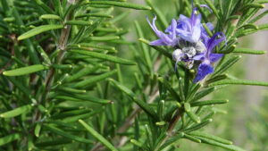 Rosemary plant with flower