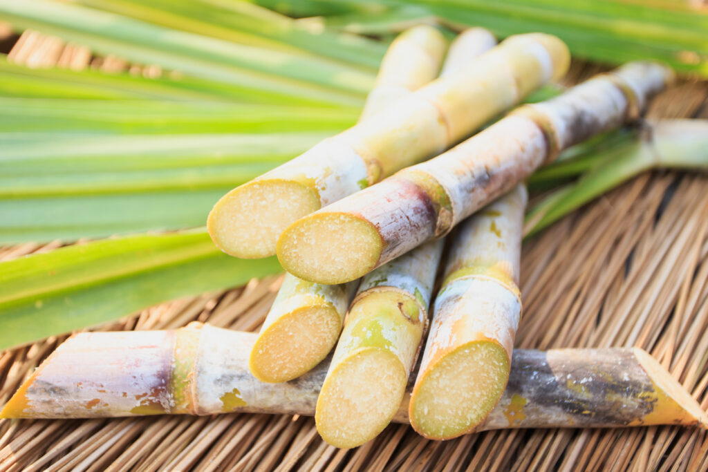 Cut sugar cane