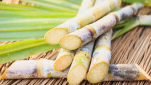 Cut sugar cane