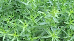 Tarragon plant