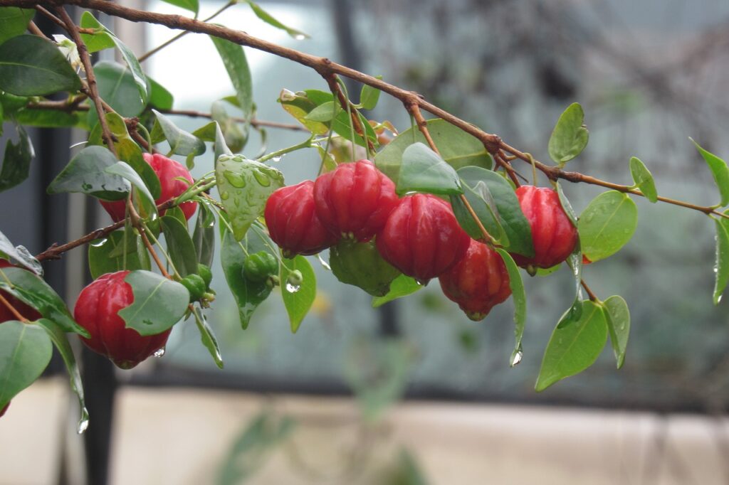 fruit, nature, surinam cherry-3185601.jpg