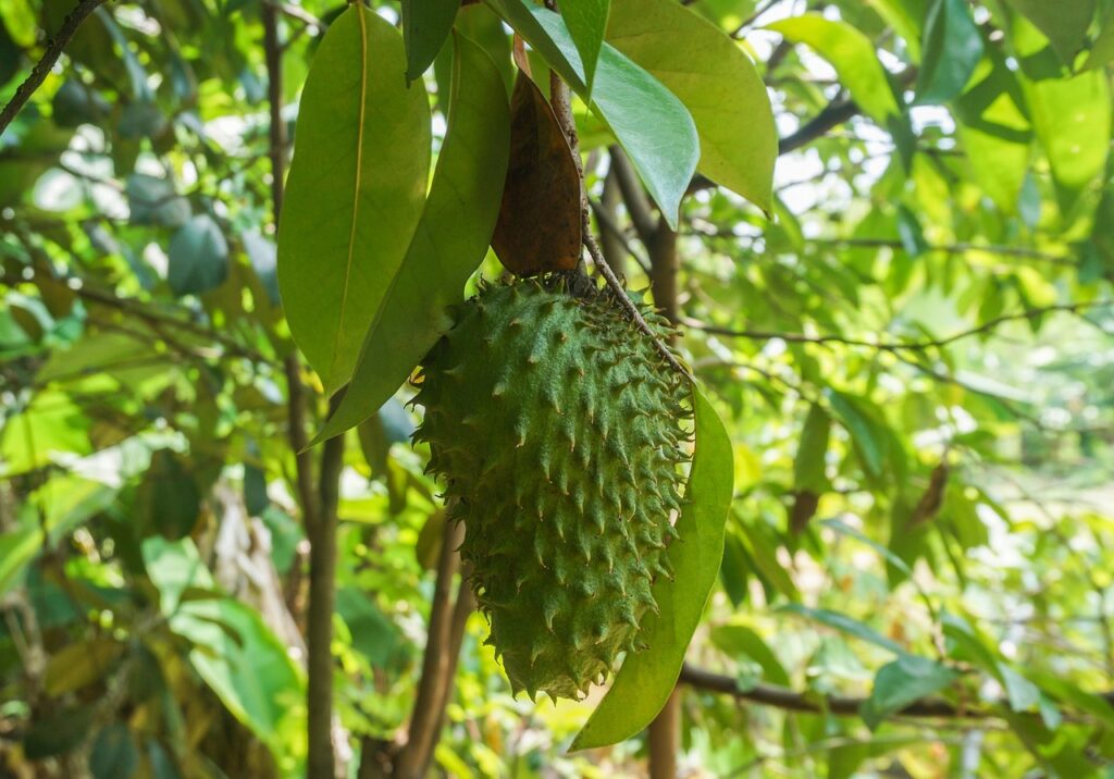 fruit, soursop, tree-4502918.jpg