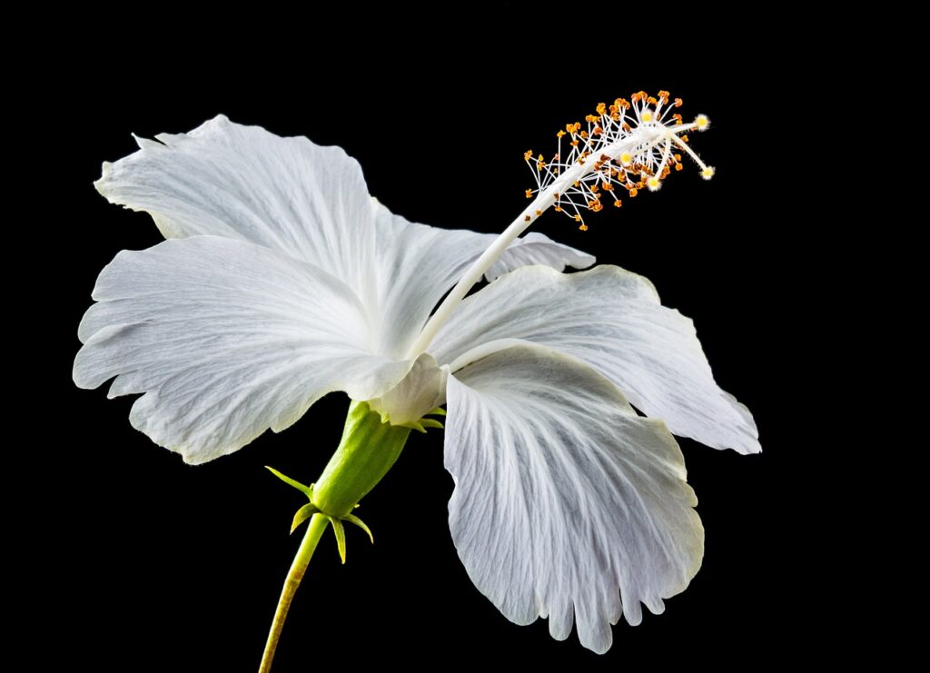 hibiscus, blossom, bloom-340512.jpg